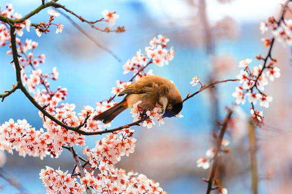 2、莺嘴啄花红溜，燕尾点波绿皱。(马成钢 摄).jpg